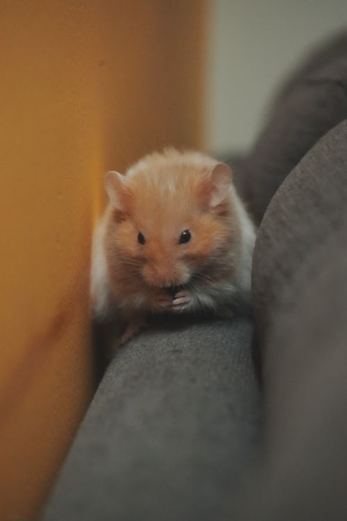 Nusch